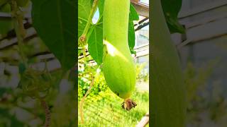 Growing Luffa Gourds  Watch These Rare Fruits Turn Into Spongesrelaxingmusic nature shortsfeed [upl. by Illona190]