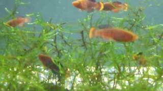 killifish notho rachovii 98 fry 5 week old nano tank [upl. by Nanerb]