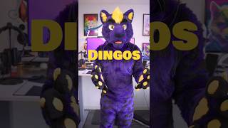 Fursona Species Review Day 1030 Dingoes furries fursuit fursona [upl. by Huey]