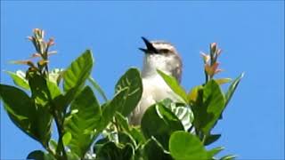 Tawnyflanked Prinia calling [upl. by Ahtael]