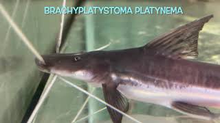 Brachyplatystoma platynema [upl. by Vorfeld]