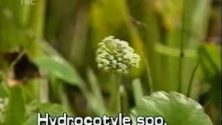 water pennywort Hydrocotyle species [upl. by Adeys]