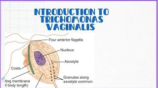 Introduction to Trichomonas vaginalis [upl. by Dasha779]