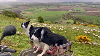 Two unbelievable sheepdogs working sheep in Scotland [upl. by Searby]