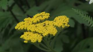 How to Grow and Prune Achillea Yarrow [upl. by Pohsib]