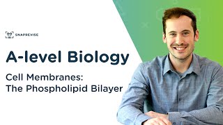 Cell Membranes The Phospholipid Bilayer  Alevel Biology  OCR AQA Edexcel [upl. by Pen767]