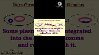 Episome EnteMicrobialWorld microbiology shortsyoutube microbes genetics bacteria plasmid [upl. by Syla141]