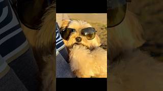 Photogenic😁 quite a silly dog morkie shortsdog positivevibes cutedog [upl. by Farrell]