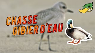 chasse gibier deau [upl. by Ettelrahc437]