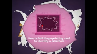 KS3 Activate 3 Kerboodle Explaining DNA fingerprinting [upl. by Petulia845]