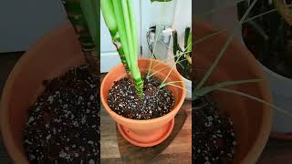 Repot Alocasia Frydek [upl. by Bunow]