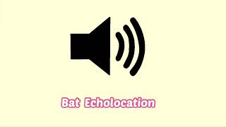 Bat Echolocation Sound Effect Animal [upl. by Jegar368]