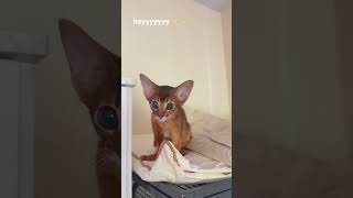 Hey what you doing🥰😹Abyssinian cat cat abyssinian kitten shorts catvideos funnyanimals [upl. by Suchta341]