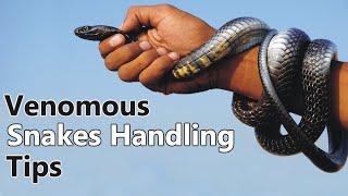 Snake Handling TipsHow to handle or Hold a snakeA guide to handling SnakesSnake Anatomy [upl. by Canon]