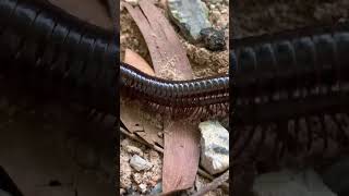 Millipede animal millipede millipedes millipedesvscentipedes [upl. by Iasi]