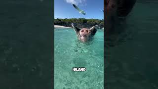 Diving Pigs in Thailand shorts [upl. by Siskind]