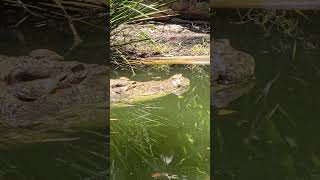 Saltwater Crocodile quotSultanquot Hartleys Crocodile Adventures Wangetti QLD [upl. by Jamila178]