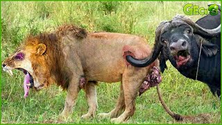 50 Craziest Wild Animal Fights That Will Leave You Breathless  Animal Fights [upl. by Nigen]