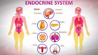 Endocrine System Morphic Field  Repair Heal amp Regenerate Whole Endocrine System Regulate Hormones [upl. by Yukio976]