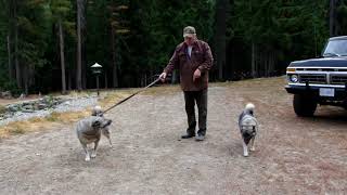 Elkhound Training Tips [upl. by Ahtreb]