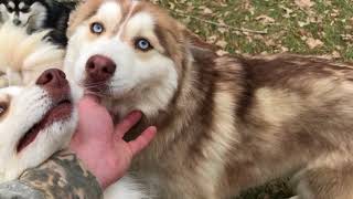 Adult Pomskies Playing Pomsky  aka Arctic Spitz [upl. by Ulises]