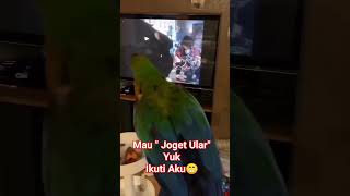 Burung Ini quotJoget Ularquot Axl Roses😁shorts axlrose viral [upl. by Judus]