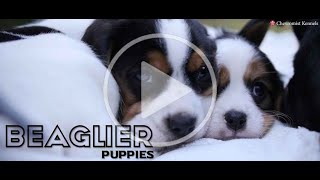 Cutest Beaglier Puppies Ever [upl. by Arateehc946]