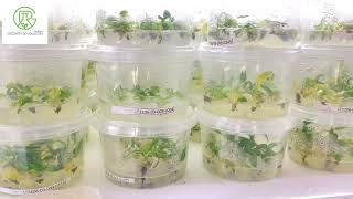 Ep3 Plant tissue cultureStages in plant tissue culture [upl. by Aihsiyt422]