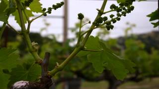 Premiere Viticulture Baldacci Family Vineyards Timelapse Budbreak to Bloom 2010 [upl. by Anika978]