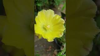 ‎flowerszoneforever Opuntia Cactus flower flowerszone cactus flowers [upl. by Ailegna212]