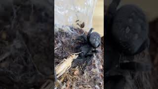 TRAINING A SPIDER TO COME OUT AND EAT CUTE BLACK VELVET SPIDER EATS CRICKET shorts [upl. by Eppesiug]