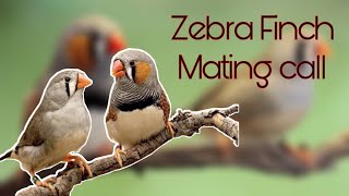 Zebra Finch Mating Call [upl. by Yhtomit800]