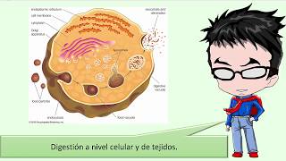 Digestión a nivel celular [upl. by Ardnuaet]