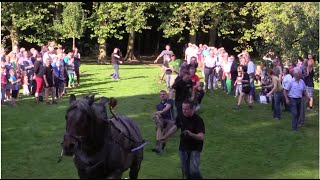 Belgian Draft Horse Tug of war vs 10 trained men [upl. by Ecnatsnok]