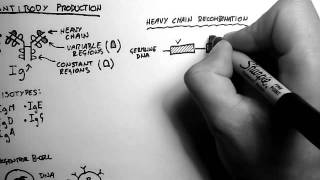 BCells 2  Antibody Production and Recombination [upl. by Adnert]