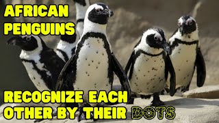 African Penguins Recognize Each Other by Their Polka Dot Patterns [upl. by Sanburn]