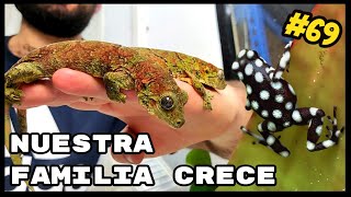 🦎🐸NUEVAS INCORPORACIONES MNIAROGEKKO CHAHOUA🟢🔴 Y EXCIDOBATES MYSTERIOSUS ⚪⚫ KANAKY VLOG 69 [upl. by Yllom]