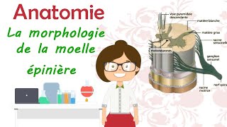 ANATOMIE FMPM SYSTÉMATISATION DE LA MOELLE ÉPINIÈRE [upl. by Neoma]