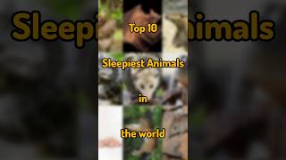 Top 10 Sleepiest Animals in the world 💯 sleeping animals world top10 facts shorts gurufacts [upl. by Nage]