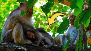 New Action Historical of Briar Baby Monkey often Making Mama had Problems  MONKEY Robin99 [upl. by Blakely]