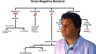 Gram Negative bacterial Classification Urduhindi [upl. by Oznerol349]