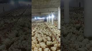 Poultry farm murgifarm goldenmisrihenfarminginpakistan broilerchickenfarming chicksfarming [upl. by Snebur]