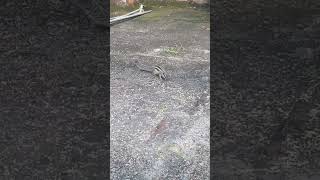 Baby squirrel eating foxtail millet with sparrows shorts short shortvideo shortsvideo ytshorts [upl. by Gottfried]