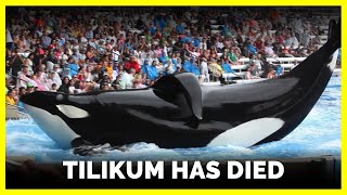 Tilikum Has Died [upl. by Llednahs]