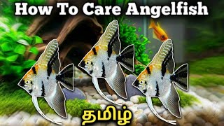 How to care freshwater Angelfish  Tamil [upl. by Edak512]