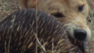 Meet the Echidna an Incredible FireProof Spiny Anteater [upl. by Assirahs89]