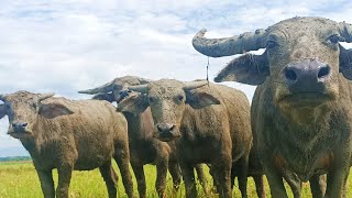 How to call wild buffalo and herd fat buffalo video buffalo [upl. by Dorree]