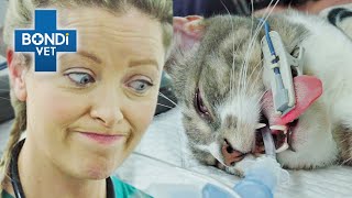 Cat Unable to Urinate has Vets Racing the Clock ⏰  Bondi Vet Clips  Bondi Vet [upl. by Mandych]