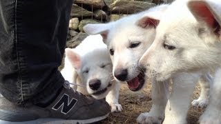 Puppy Pile  Puppies Chewing My Shoes [upl. by Eelyah388]