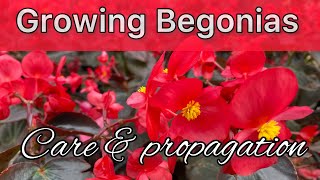 Begonia plant care  How to grow and Propagate Begonias  Tropical Plant care  Begonia Flower [upl. by Hax]